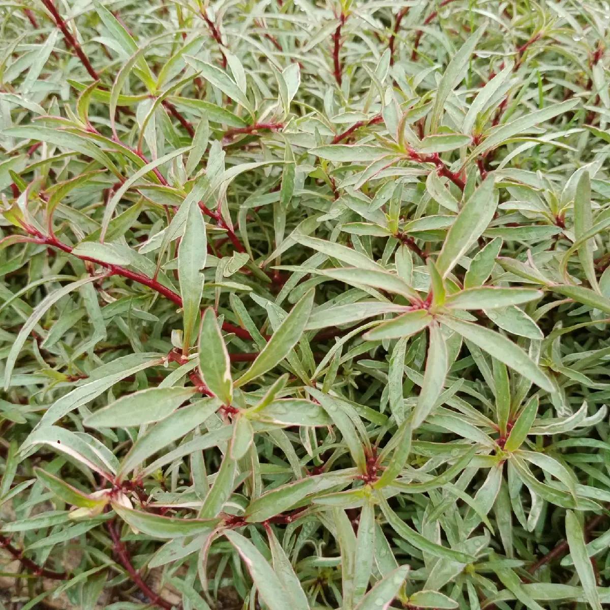 Tanaman sintetis ludwigia sp whet hiasan akuarium