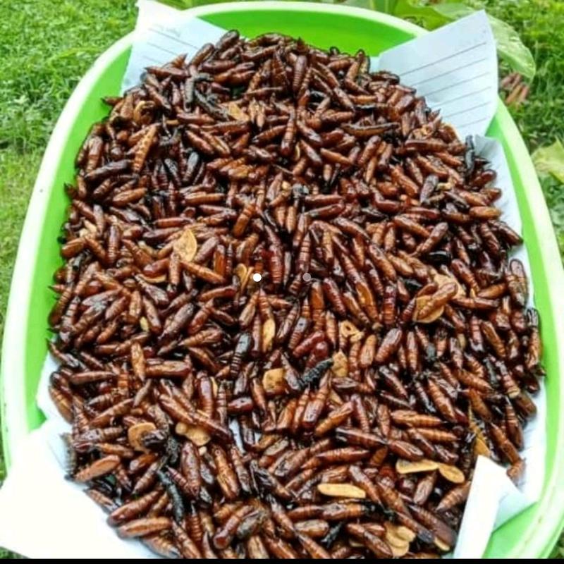 Entung Jati Ungkrung Jati Kepompong Jati Goreng Gurih 0