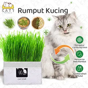 Rumput Kucing Paket Tumbuh Benih Gandum Premium Cat Wheat Grass