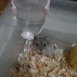 tempat minum hamster Botol Minum Dot 60ml Hamster Kelinci Landak Marmut Tempat Minum Otomatis Gantung Botol Plastik Mini Sugar Glider DRINKING BOTTLE Hewan Peliharaan