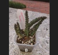 Gambar Stapelianthus Decaryi Kaktus Tanpa Media Tanam - B dari spider lover petshop Kota Bandung 3 Tokopedia