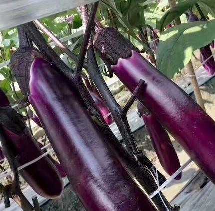 Eggplant seeds purple red long eggplant king seeds spring and autumn balcony potted vegetable seed four seasons farmer purple eggplant seeds 1