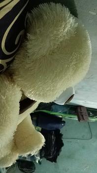 Product Review of boneka teddy bear syal telapak 75cm from W**d 0
