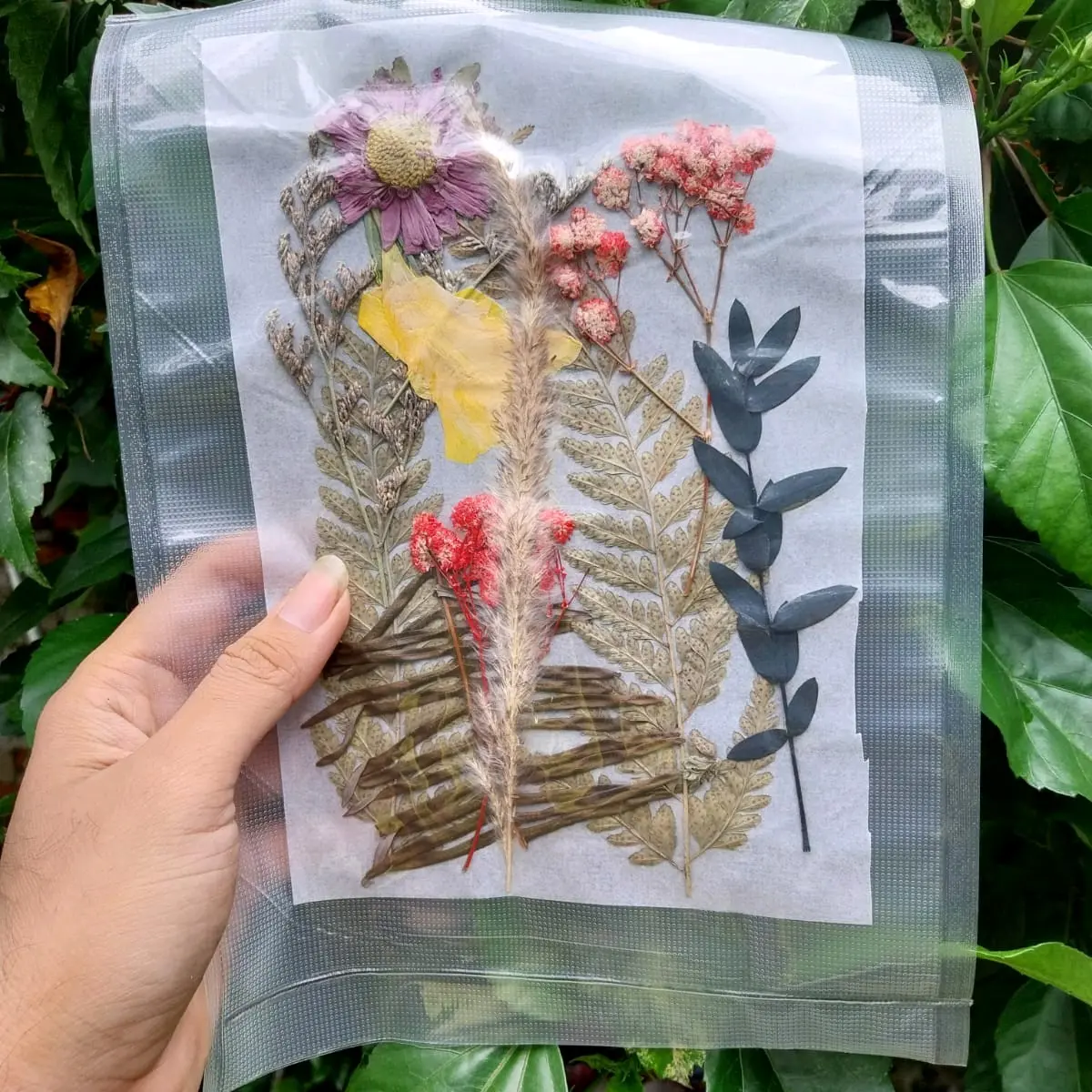 dried pressed flower / bunga kering press