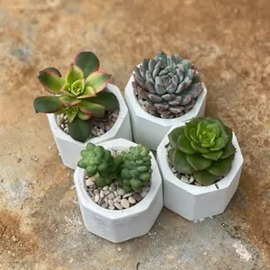 Paket Lengkap Sukulen TERMURAH Gratis POT SEMEN + MEDIA TANAM + BATU HIAS Tanaman