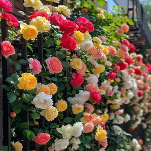 100 granos de glicinia arcoíris trepadora ideal para decoración de cercas arcos y jardín de patio flores multicolor fácil de cultivar