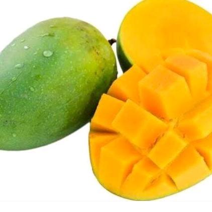 BENIH MANGGA MANALAGI ( bibit mangga manalagi ) 1