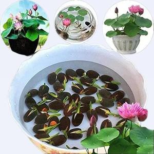 100 Granos,Semillas de Loto Rosa Miniatura,Flor Rosa Compacta,Fácil de Cultivar,Floración Rápida,Purificación del Aire,Decoración de Maceta de Agua,Hogar y Oficina Interiores