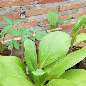 Benih Sayur Sayuran Benih Seribuan Varian Lengkap