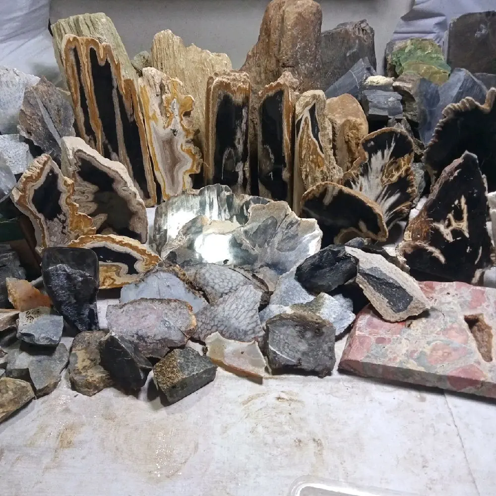 Fossil kelor unik dan motif