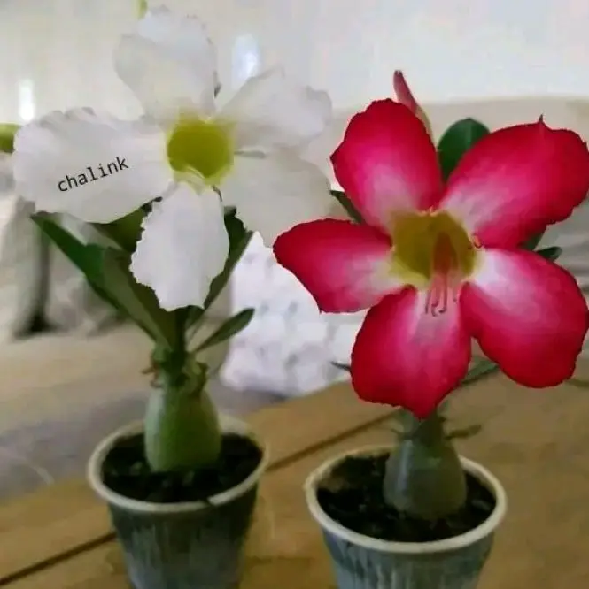 Paket 2 tanaman hias Adenium Kamboja - bunga pink dan putih