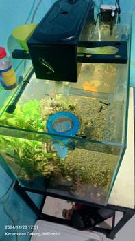 Product Review of Tempat Cacing Sutera Wadah Makanan Ikan Kecil Corong Cacing Sutra Tempat Pakan Ikan from u**7 0