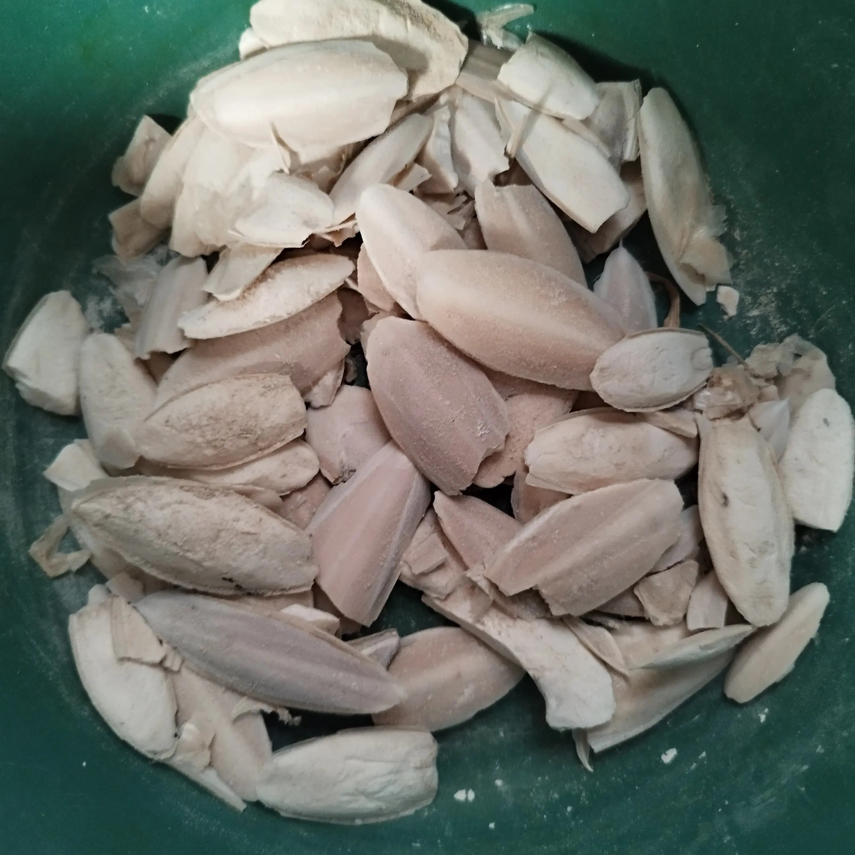 Tulang Sotong patah patahan pecah untuk bubuk sotong sumber kalsium untuk burung lovebird sulcata gecko reptil 100 gram