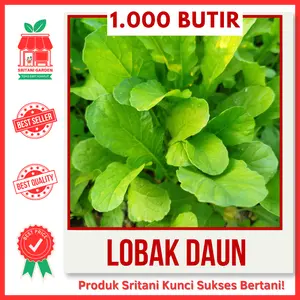 1.000 BIJI - BENIH LOBAK DAUN LALAP UNGGUL PILIHAN