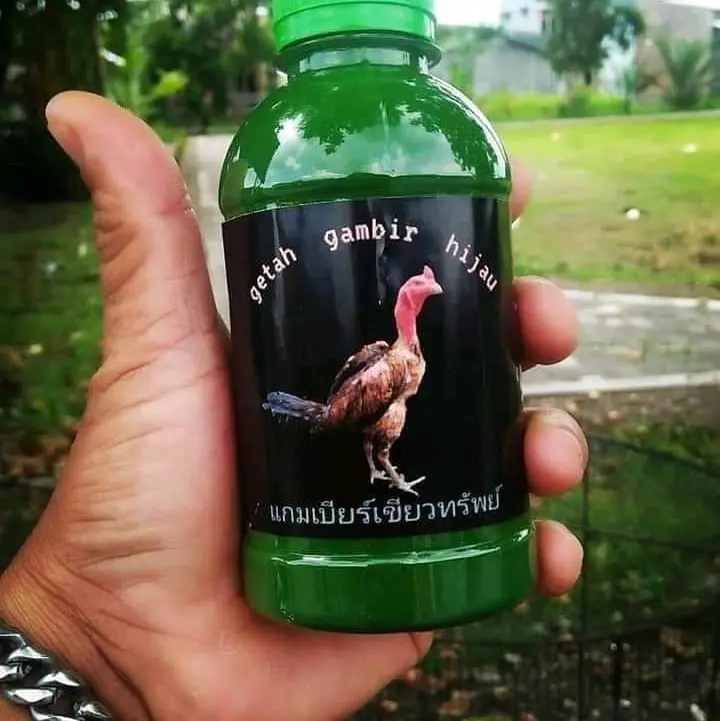 Getah Gambir Hijau Untuk Kaki Ayam