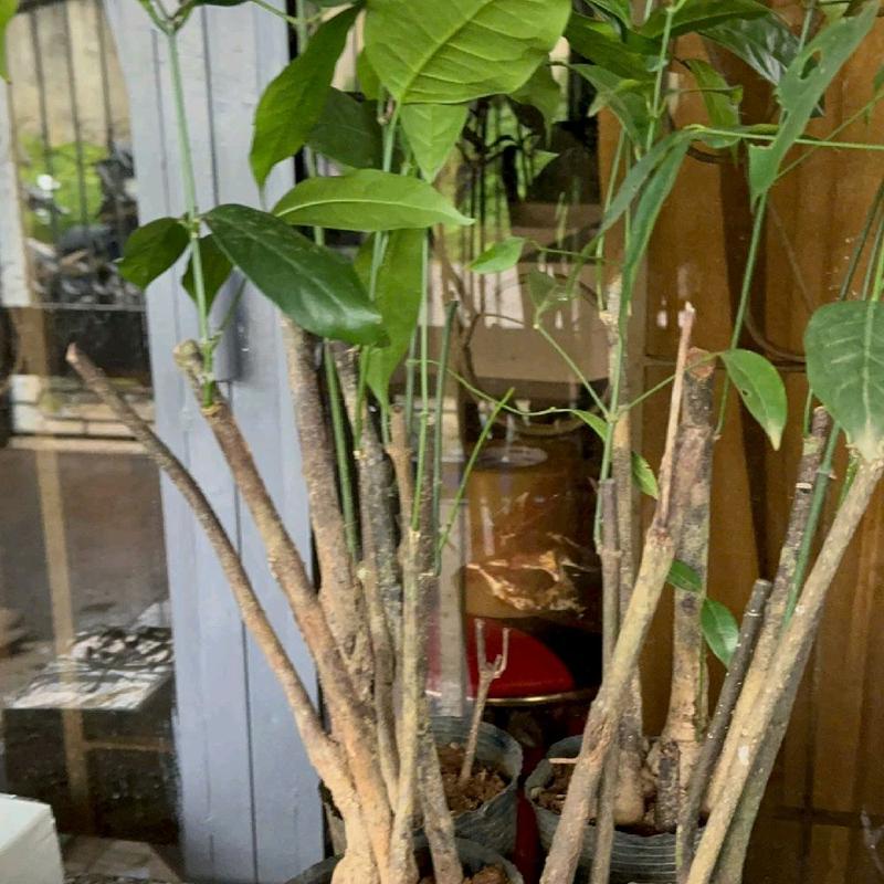 Cây Rau Rừng: cây giống rau bép rừng (lá nhíp) - đặc sản tâ - TikTok ...