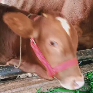 Halter Sapi || Bacok Sapi || Brangus Sapi || Tali sapi Kalung Sapi