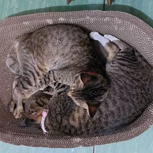 Pawsitive Vibes Papan Garukan Kucing Model Bulat 2 in 1 Tempat Istirahat & Tidur Kucing Desain Nyaman Cekung Kertas Corrugated