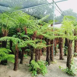 Dương Xỉ Decor Sân Vườn Quán Cafe Rẻ – Đẹp – Dễ Chăm