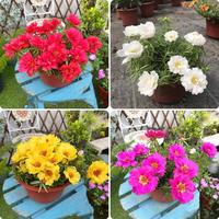 Gambar [Perkecambahan Cepat] Campuran Biji Portulaca Kelopak Tunggal & Ganda, Biji Bunga Mawar Lumut Untuk Menanam Tanaman Berbunga, Biji Portulaca Untuk Balkon, Biji Dan Umbi Tanaman, Biji Bonsai Untuk Berkebun, Tanaman Udara, Tanaman Dalam Ruangan, Tanaman Asl - 1 pack-PH0012 dari Benih Pilihan Alam Kota Administrasi Jakarta Pusat 2 Tokopedia