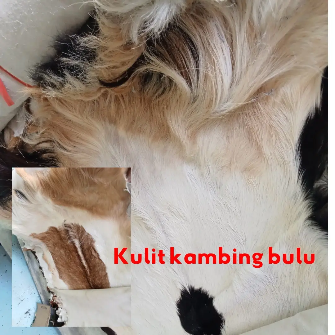 kulit kambing bulu asli bahan kerajinan tangan