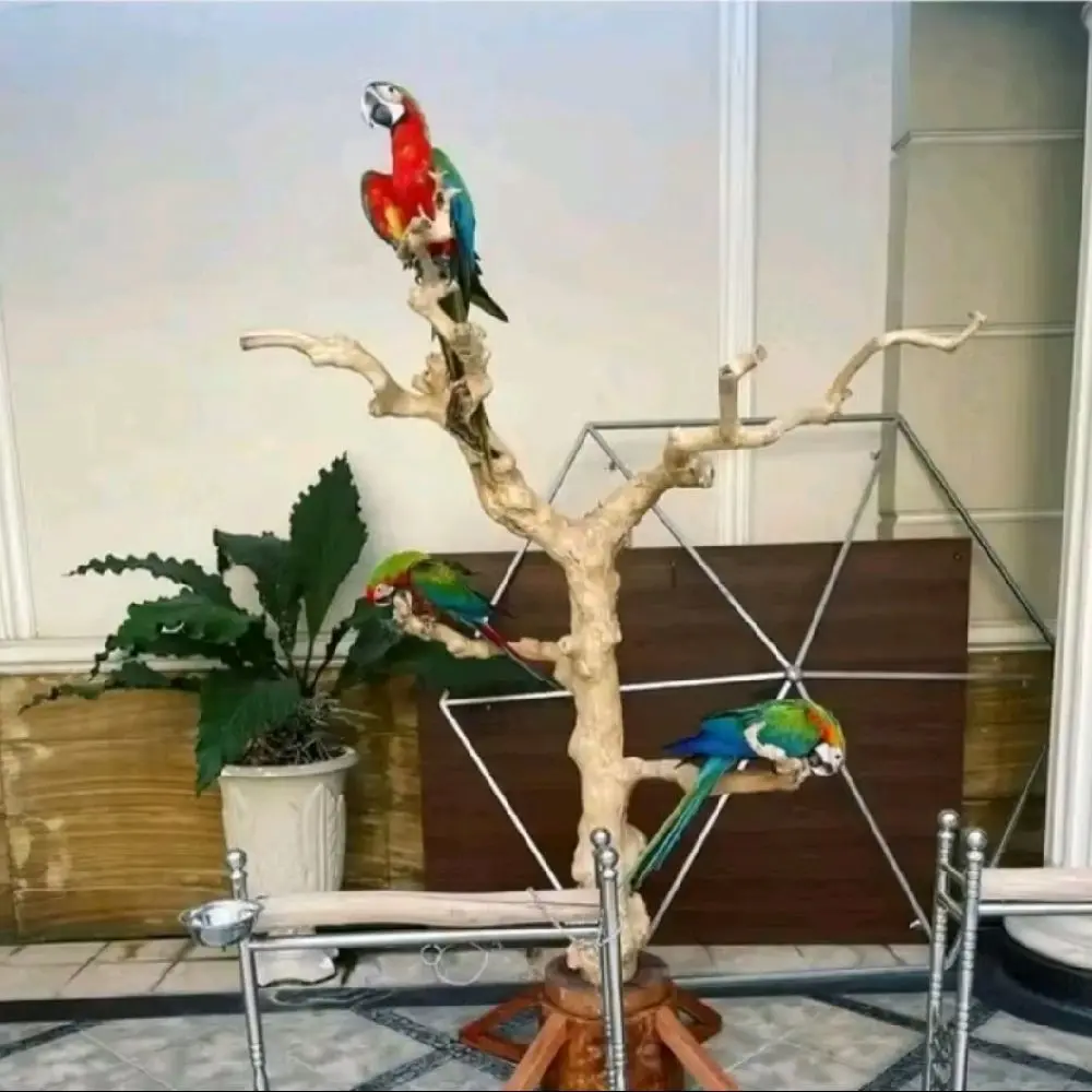 tangkringan burung macau kaka tua/dari kayu kopi(T-140cm +tatakn readyy siap kirim