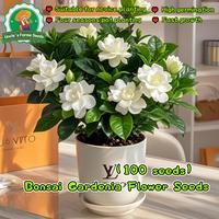Gambar 100pcs/pack Benih Bunga Gardenia Segar Asli Untuk Menanam Bonsai, Benih Untuk Berkebun, Benih Gardenia Bonsai Filipina, Tanaman Hidup Gardenia Wangi, Tanaman Dalam Ruangan, Tanaman Hias Berbunga, Benih Tanaman Pembersih Udara, Benih Bunga Melati Tanjung - 4 packs - Seeds dari Benih Pilihan Alam Kota Administrasi Jakarta Pusat 1 Tokopedia