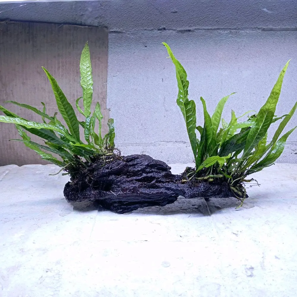 kadaka media rentek/kayu raksamala aquascape, hardscape