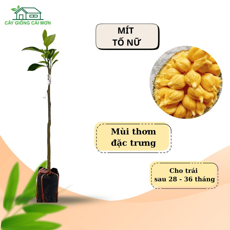 Cây giống mít tố nữ mít tố nữ xưa