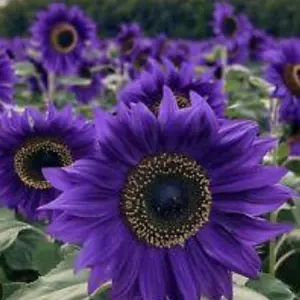 paket 5 butir biji benih bunga matahari ungu