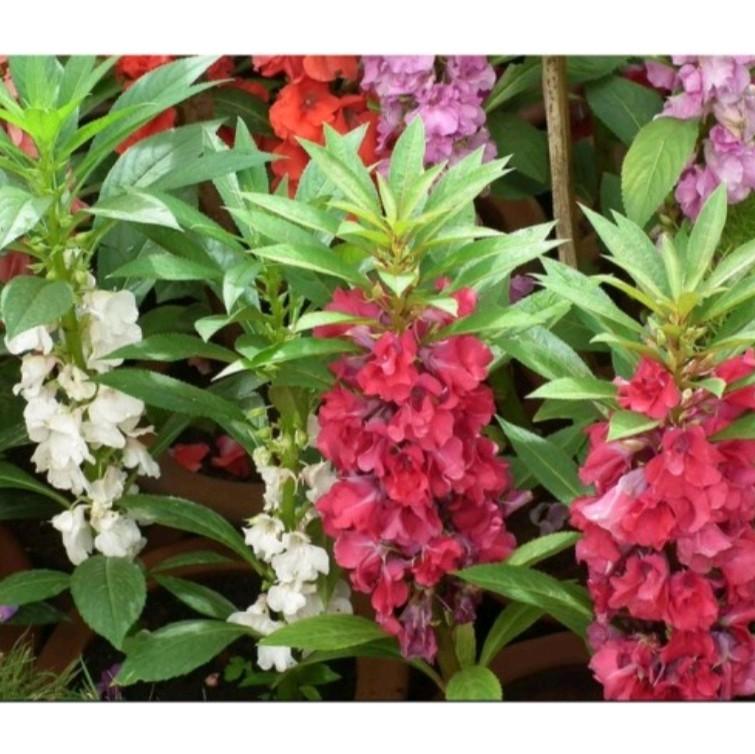 biji benih tanaman bunga pacar air tumpuk mix warna siap semai 3