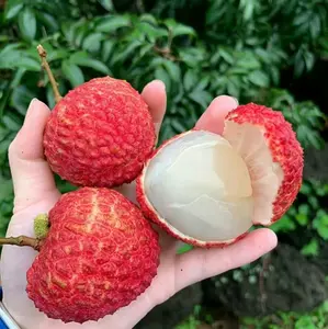 Bibit Leci merah premium siap berbuah