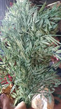 Product Review of Daun Plastik Milan Bambu Premium Artificial/ Daun Milan Import/ Daun Dekorasi Hiasan from E**a S**n B**l ** W** 1