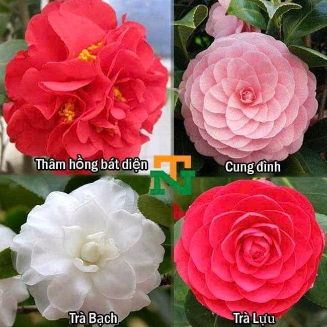 Cây giống Trà my cổ. tứ quý .cung đình hoa tết