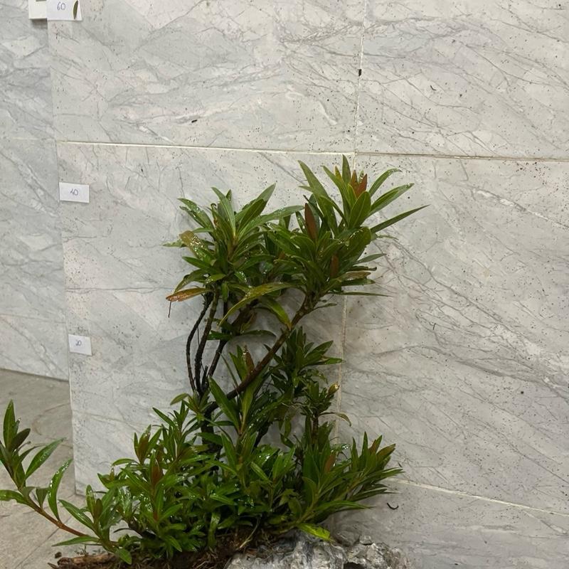 Mị nương Trung 50-70 cm - cây thuỷ sinh phù hợp hồ biotope hồ thuỷ sinh hồ bán cạn