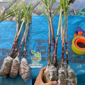Bibit Tebu Hitam Tebu Ireng Sudah Tumbuh Siap Tanam