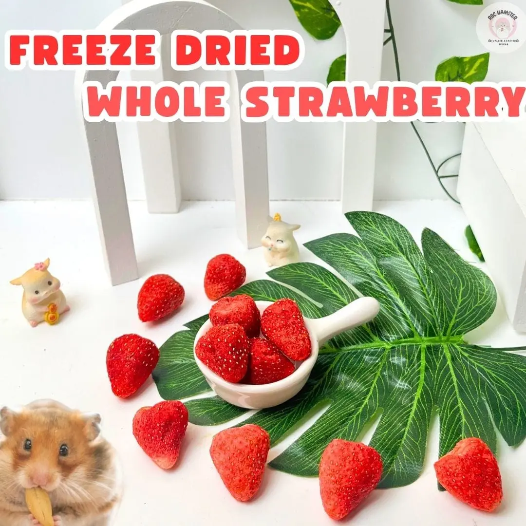 FREEZE DRIED STRAWBERRY CEMILAN SNACK HEWAN PELIHARAAN KECIL SNACK BUAH KERING HAMSTER SUGAR GLIDER