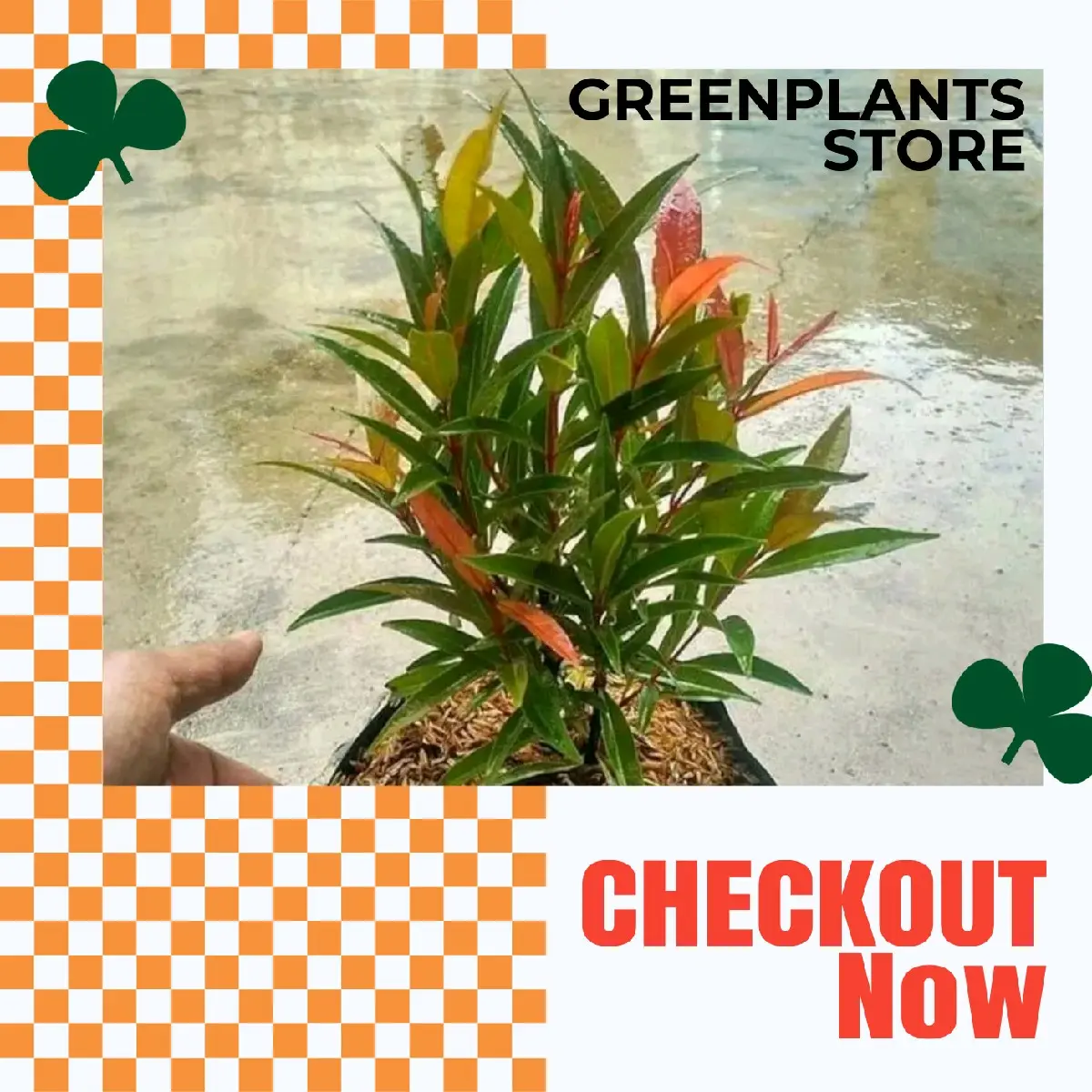 Bibit Pucuk Merah Pothos Tinggi 50cm - Tanaman Artificial Siap Kirim - Aksesoris