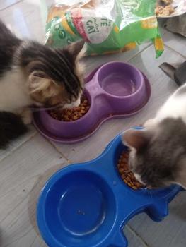 Product Review of Bundling 2 PCS Pussbite Makanan Kucing Kering Premium Frespack 800Gr from P**r 0