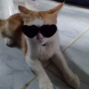 Kacamata Aksesoris Kucing Peliharaan – Kacamata Korean