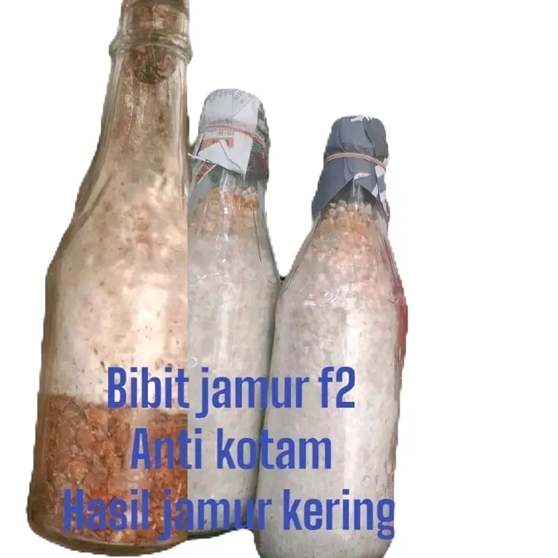 Bibit Jamur Tiram F2 Media Jagung Utuh Anti Kontam Putih - Cocok untuk Budidaya 0