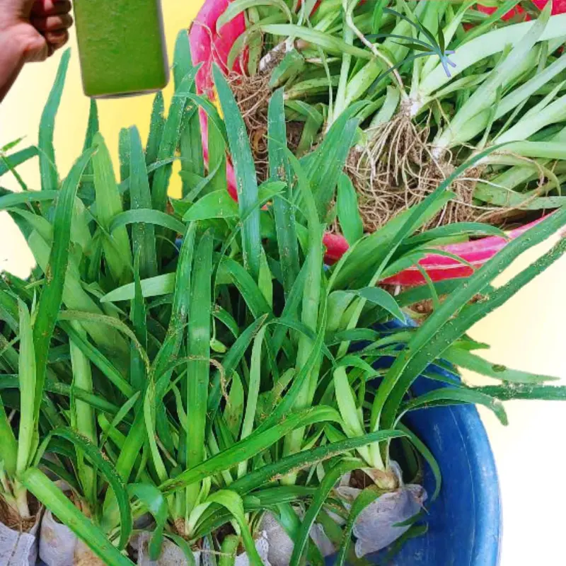 1 bầu cây LINH CHI THẢO già đang đẻ nhánh 8
