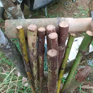 rotan untuk bodem palu dengan panjang1 meter,   lebar 4-3 cm