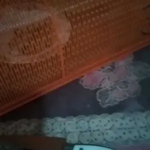 12pcs tempat pakan ayam jago / wadah pakan ayam / cepuk tempat pakan ayam