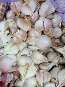 Bawang Putih KATING Bawang Putih Wangi