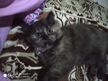 Product Review of Bundling 2 PCS Pussbite Makanan Kucing Kering Premium Frespack 800Gr from t**8 0