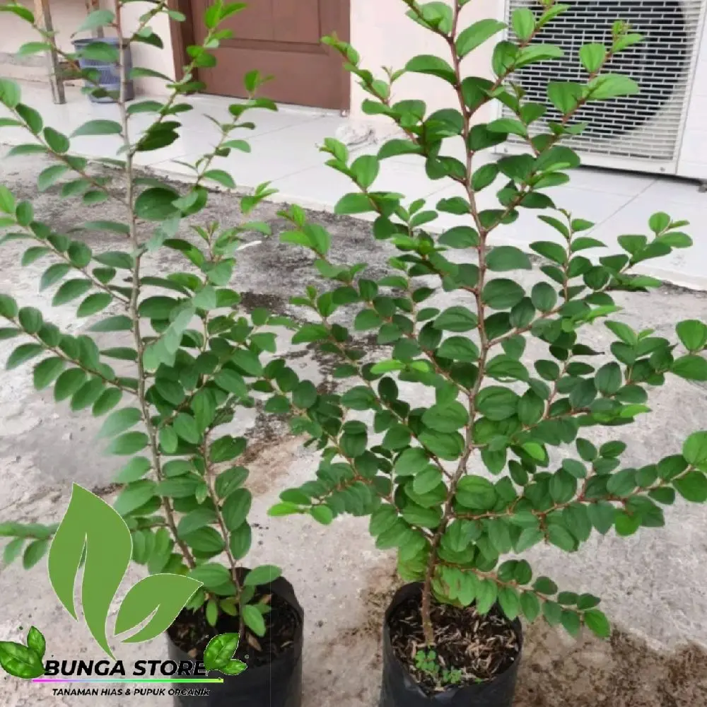 bibit Bidara arab pohon rimbun tinggi 30-40cm wanda - sip taman bunga