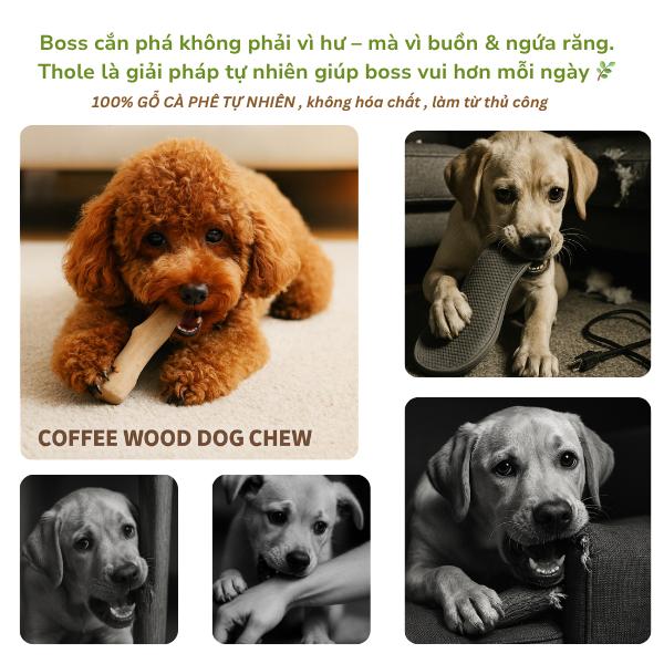  Thole Coffee Wood – Đồ chơi cho chó gặm bằng gỗ cà phê tự nhiên - Thanh gỗ cà phê Thole Coffee Wood an toàn không vụn bền chắc cho bé cún 
