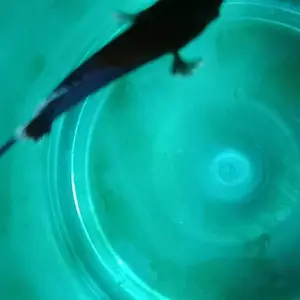 Fish Art • Obat Biru Aqua Blue 60ml | Untuk Pengobatan Dan Pencegahan Penyakit Pada Ikan Cupang