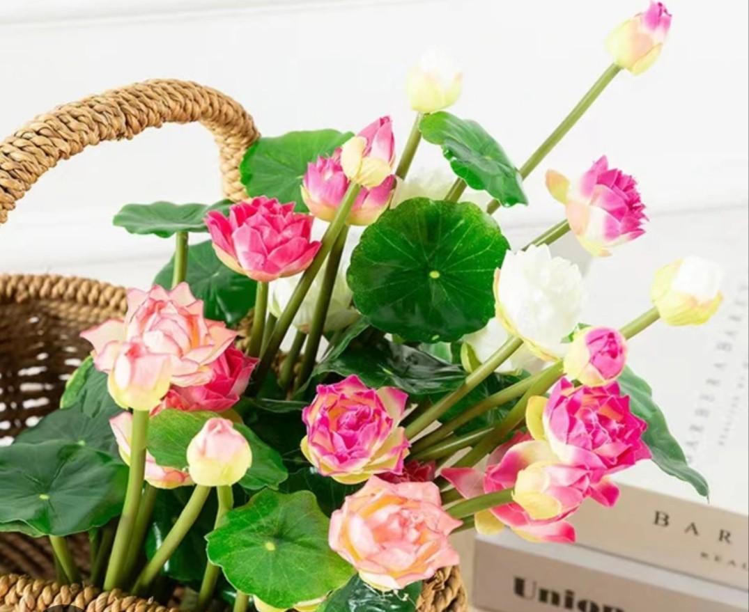 3 butir biji benih tanaman bunga lotus mini mix warna